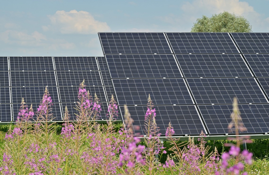 solar panels and plants