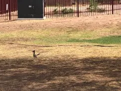 Roadrunner observed in the school grounds during recent visit to Star Academic High School.
